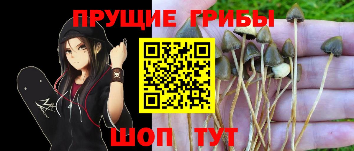 Узловая  Псилоцибиновые грибы прущие грибы  Вход с VPN 